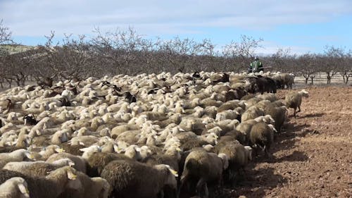 A Shepherd Walking ahead of his Sheep 