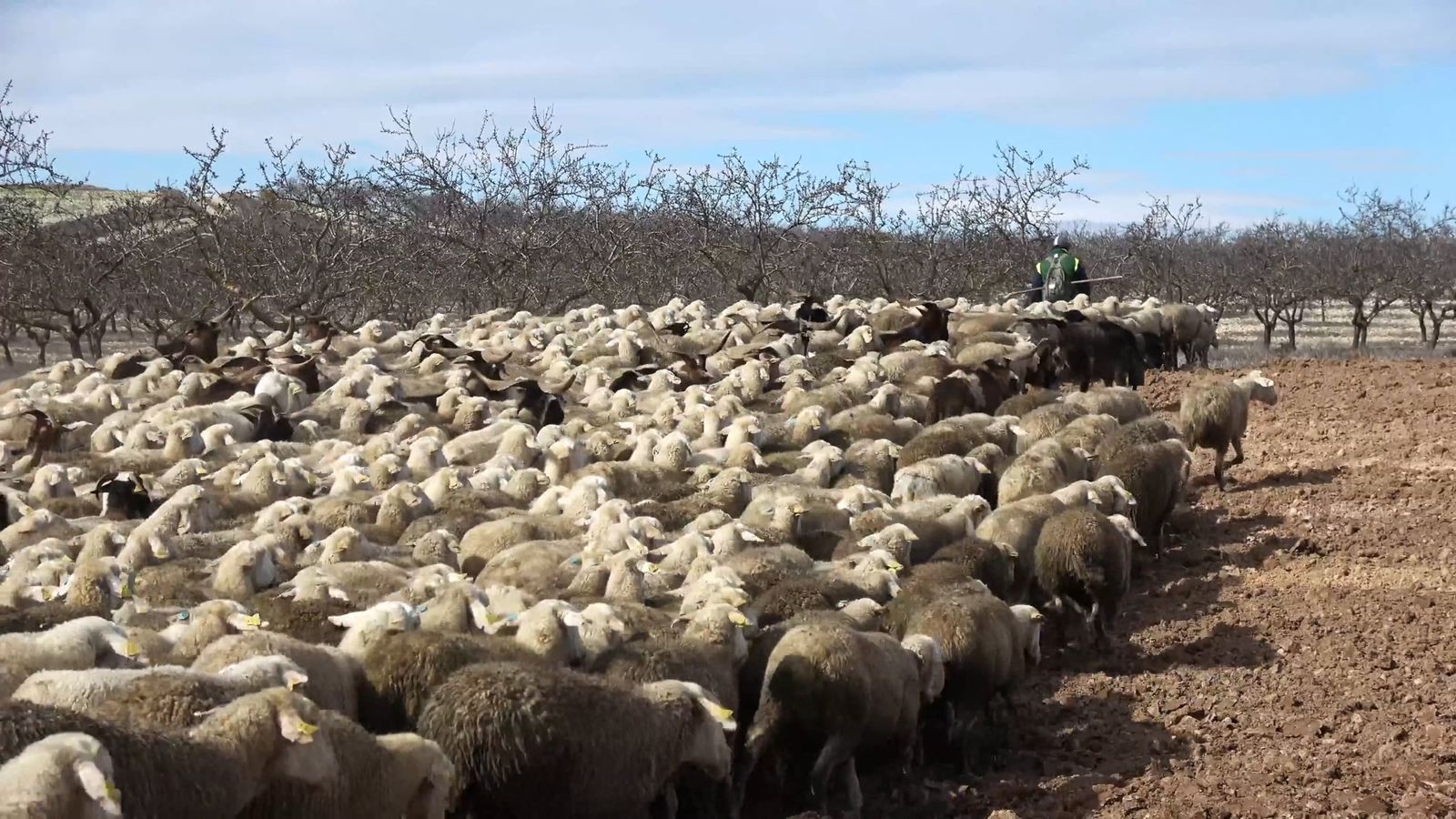 A Shepherd Walking with his Flock of Sheep Free Stock Video Footage ...