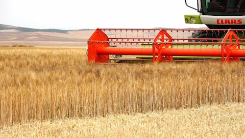 Close up of a Combine Harvester Working in a Wheat Field 