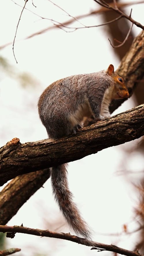 A Squirrel on a Tree Branch 