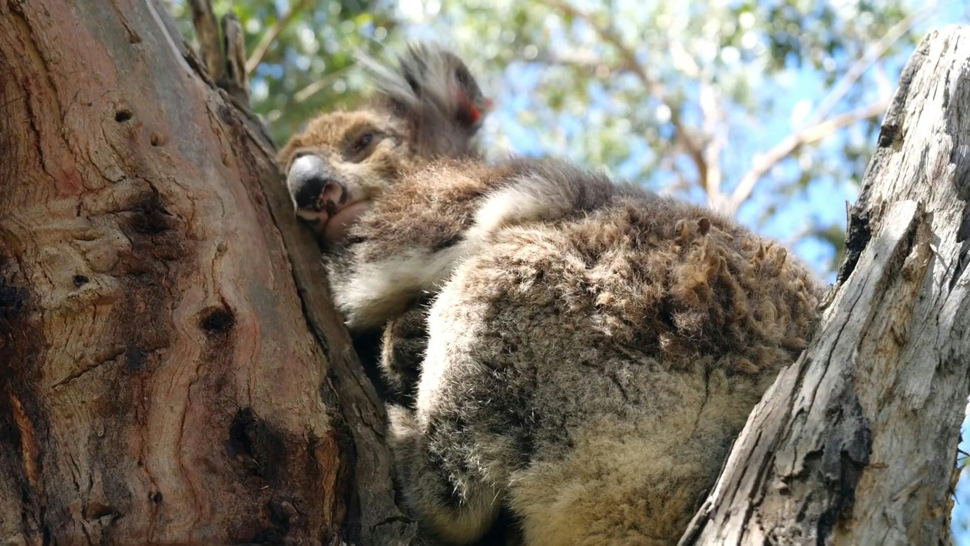 A Koala Resting on a Tree Branch Free Stock Video Footage, RoyaltyFree