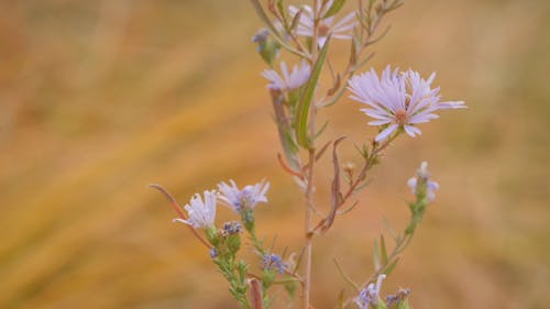 Hermosas Flores Con Pétalos Blancos