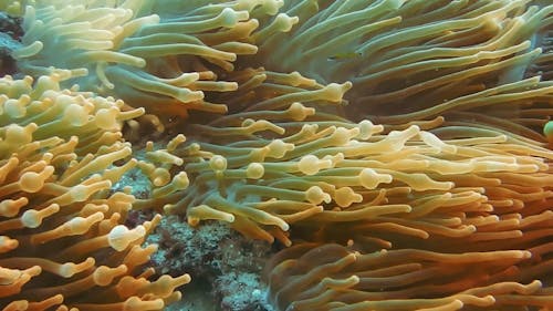 Un Pesce Pagliaccio Dentro I Coralli Molli