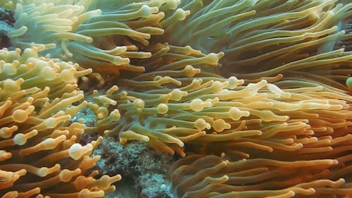 A Clown Fish Inside The Soft Corals