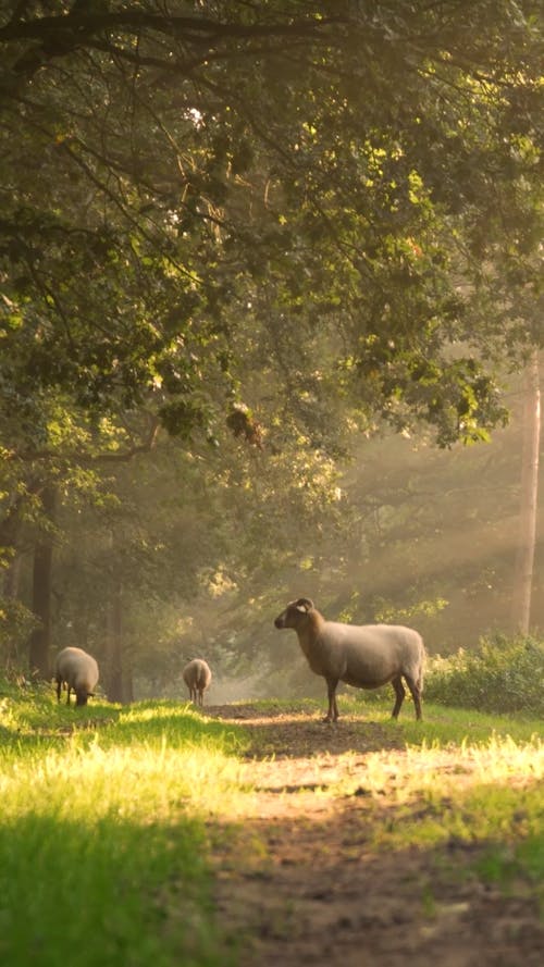 Sheep Grazing by a Forest Path in the Morning Sunlight