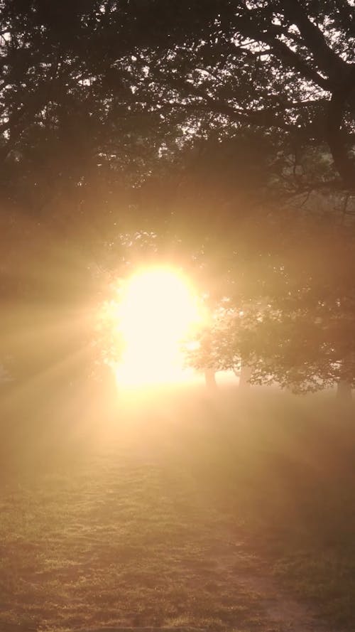 Sunlight Shining through Forest Trees