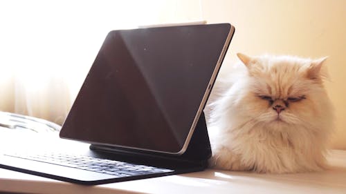 Cute white Persian cat sleeping next to an iPad Pro