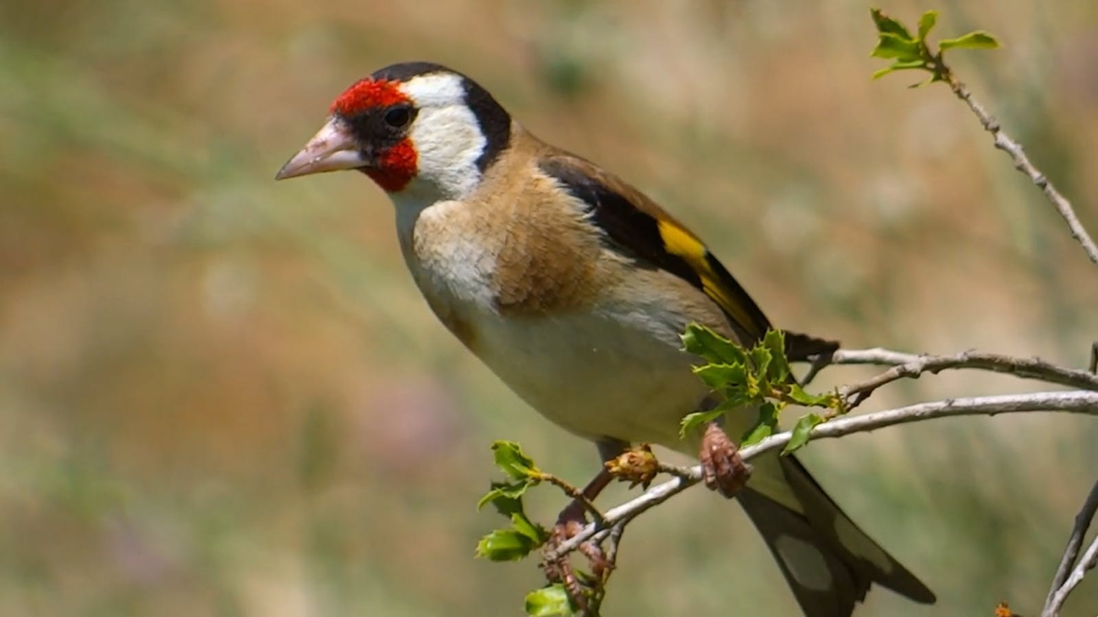 Los mejores 9000+ vídeos de Pajaros