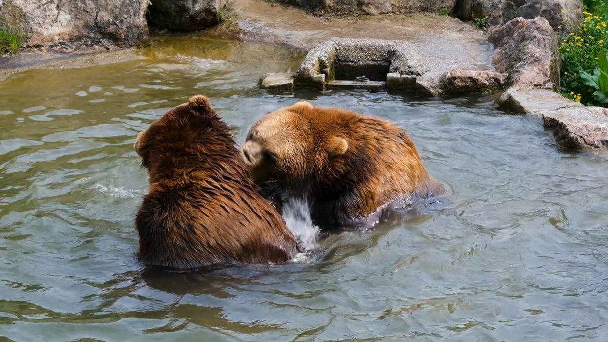 Wild Animals Fighting Videos Download The BEST Free 4k Stock Video Wild animals fighting videos download the best free 4k stock video