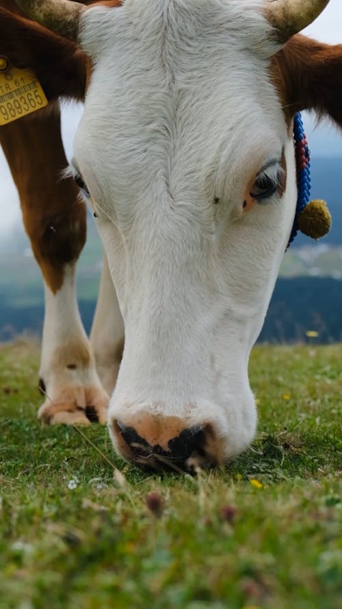 Close up View of a Cow Eating Grass 