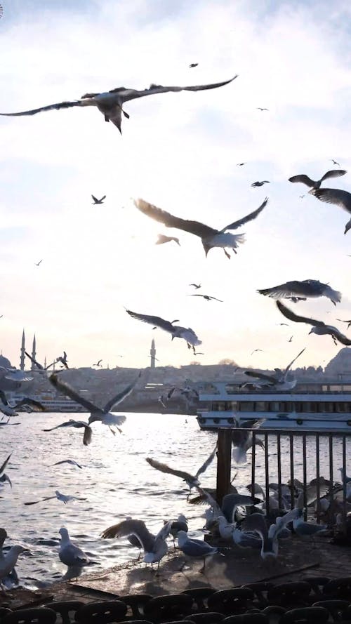 A Flock of Seagulls on the Coast of Istanbul, Türkiye