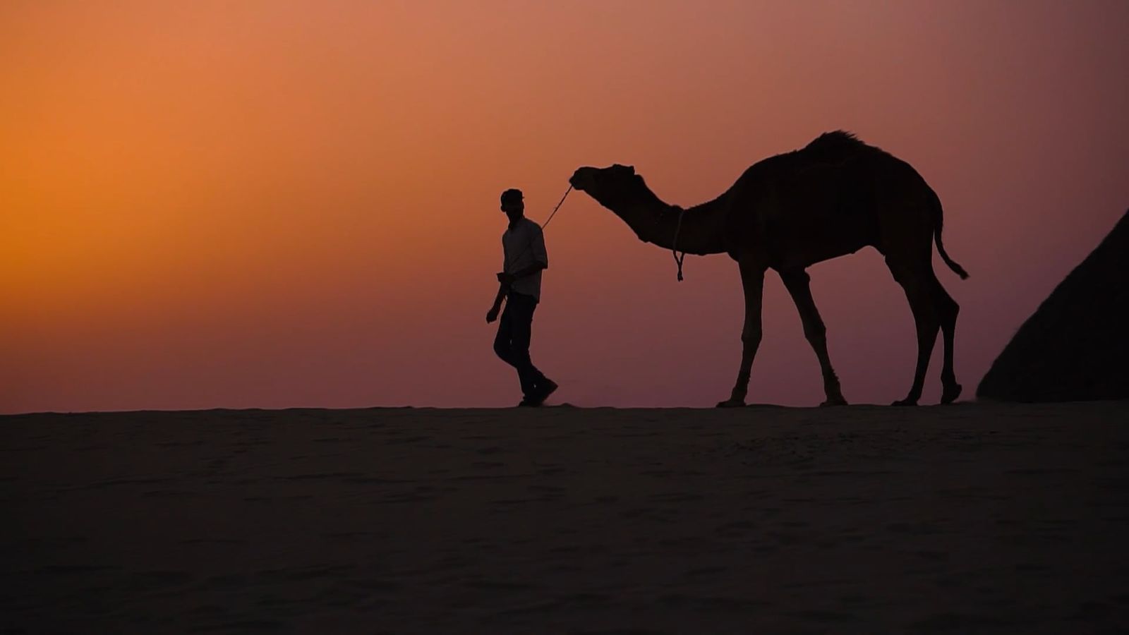 Walking Camel along with a boy cinematic shot in dessert Free Stock ...