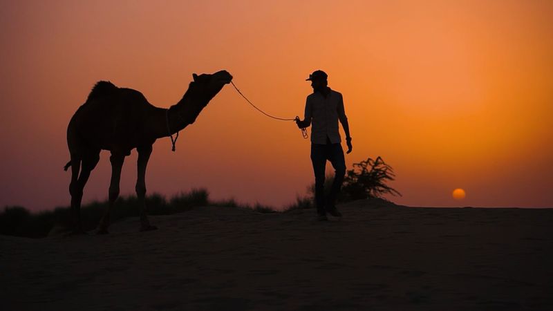 Camel Ride Free Stock Video Footage, Royalty-Free 4K & HD Video Clip