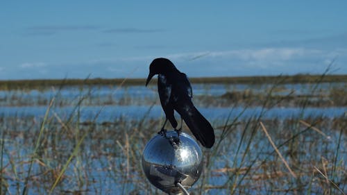 Blackbird on an Airboat in the Everglades