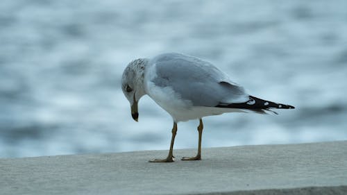 Seagull staring back