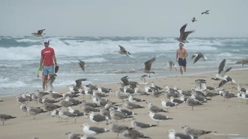 Seagulls taking off on the beach