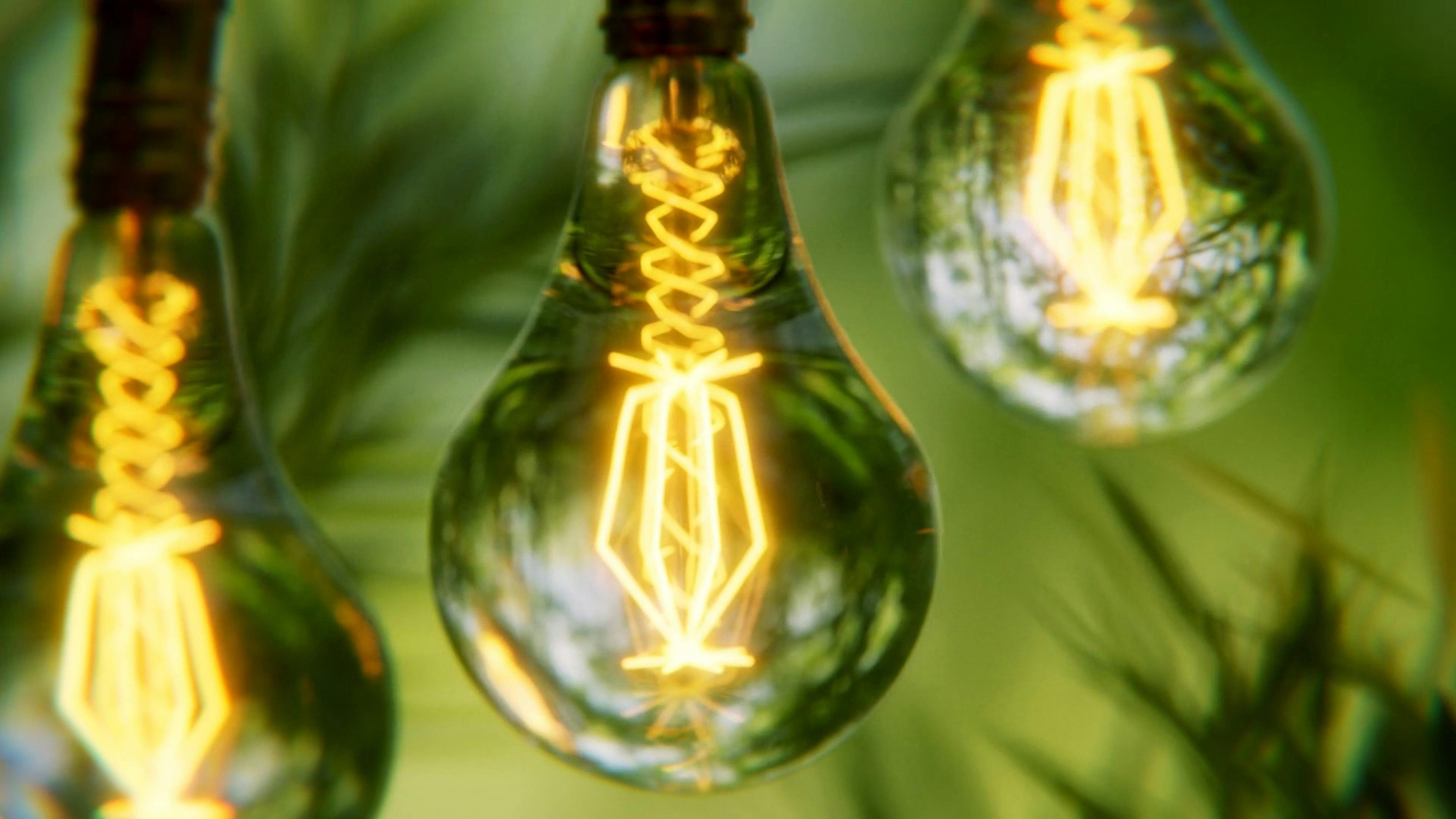 Close up View of Incandescent Bulbs Hanging among Green Leaves Free