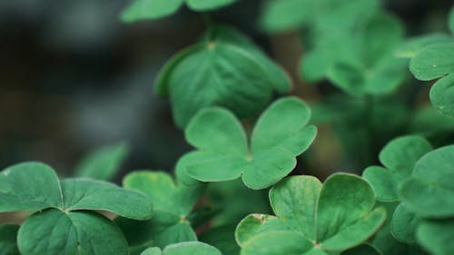 Close up View of Green Clover Leaves 