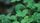 clover