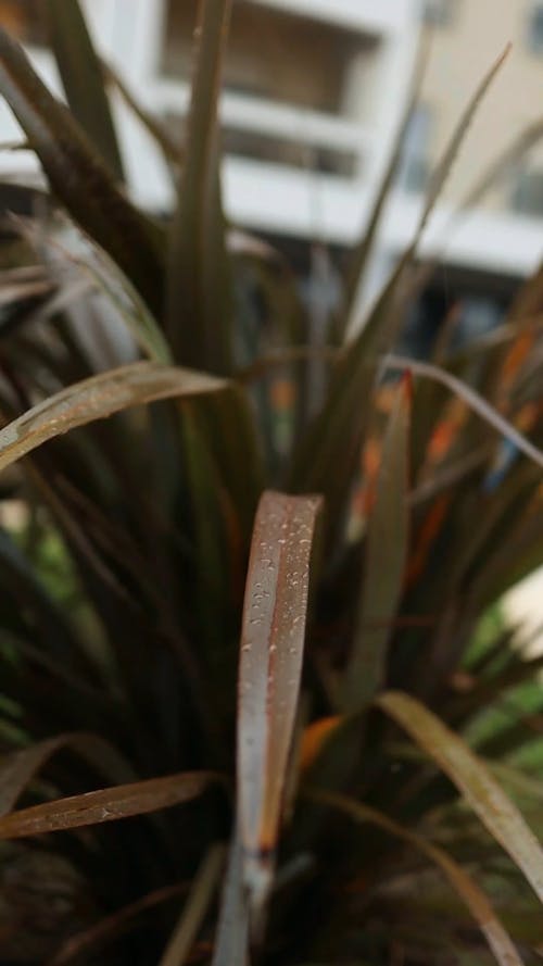 Rain Falling on a Green Plant 