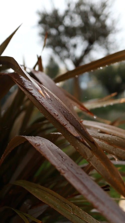 Close up View of Plant Leaves on a Rainy Day