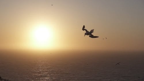Seagulls Flying over the Sea at Sunset 