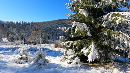 Snow Covered Pines in a Winter Landscape 