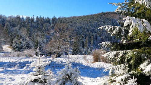 Snow Covered Pine Trees in a Winter Landscape