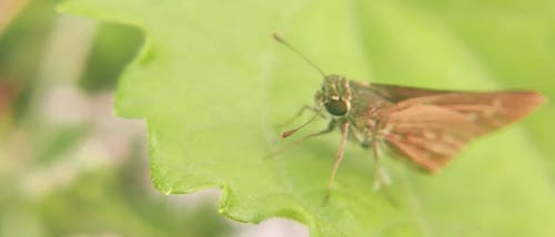 Little brown butterfly