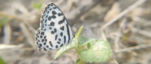 Little black and white butterfly