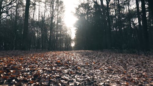 A Forest Path Covered with Fallen Leaves 