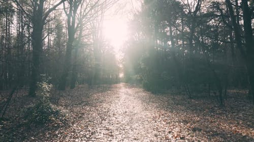 Sunlight Shining through Tree Branches in an Autumn Forest 