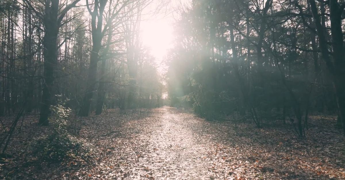 Shadows Through Tree Ranches Sunlight Shining through Tree Branches in an Autumn Forest Free Stock ...