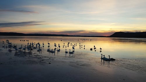 Swans and Ducks on a Frozen Lake at Sunset 