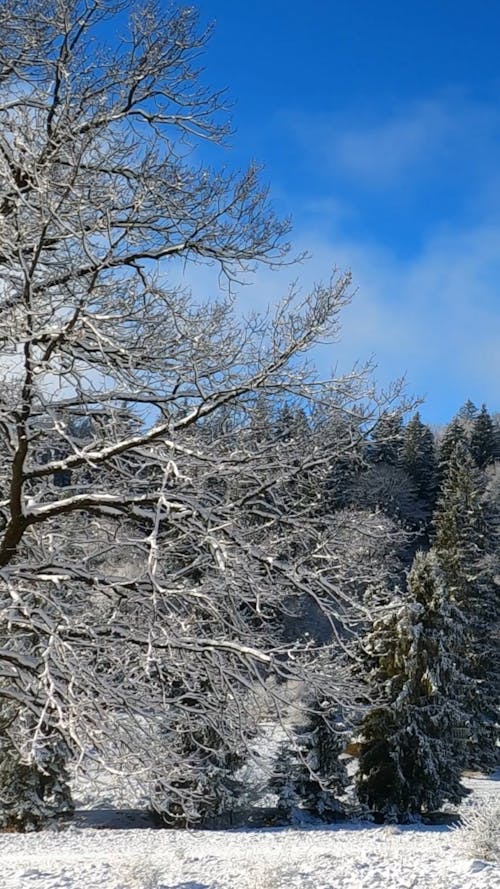 Panning Shot of a Winter Forest under a Blue Sky 