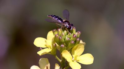Blue Flies Videos, Download The BEST Free 4k Stock Video Footage & Blue