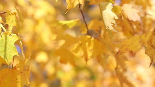 Golden Yellow Leaves Of Autumn