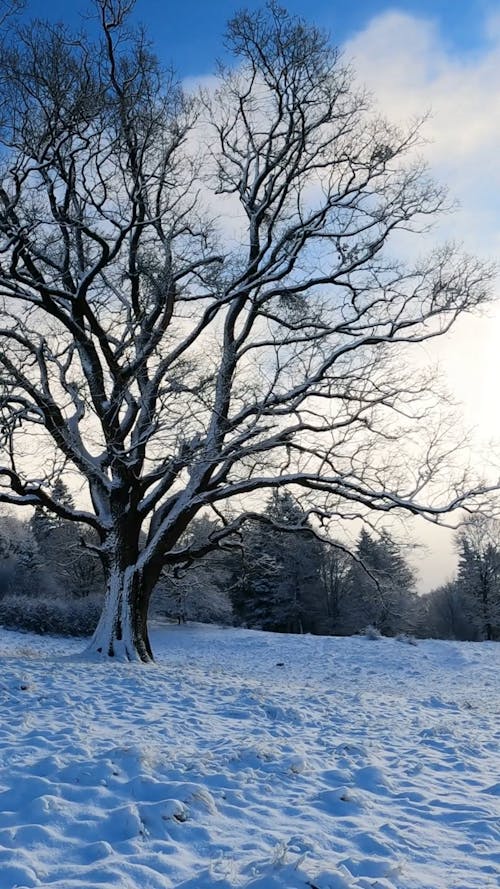 A Leafless Tree in a Winter Landscape
