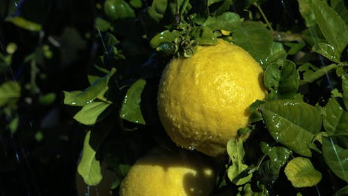 Close up of Lemons on a Tree on a Rainy Day 