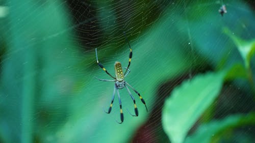 Close up of a Golden Silk Spider on its Web