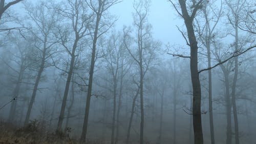 Walking among Tall Leafless Trees in a Foggy Forest