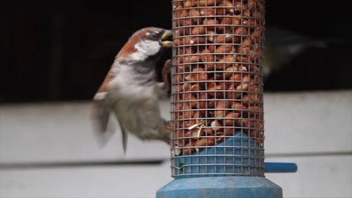 Hoch Sitzender Vogel Auf Einem Feeder