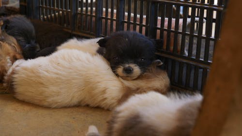 Close up of Adorable Puppies Sleeping 