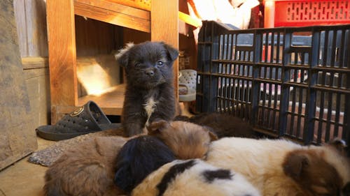 A Litter of Adorable Puppies 