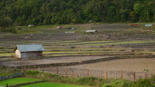 Rice Terraces in the Countryside