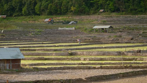 A Farmer Working on Rice Terraces in the Countryside