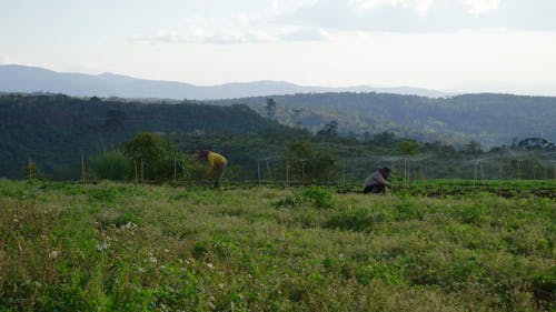 Two Vietnamese Farmers Working in a Field 