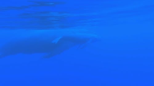 A Humpback Whale and her Calf Swimming in the Blue Sea 