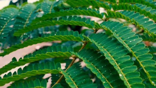 Small Leaves Of A Tree