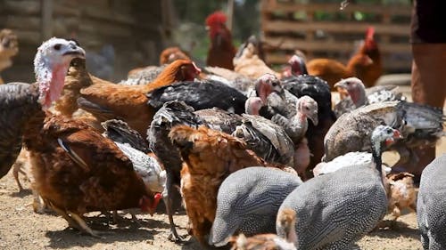 A Person Feeding Chickens and Turkeys in a Farm 